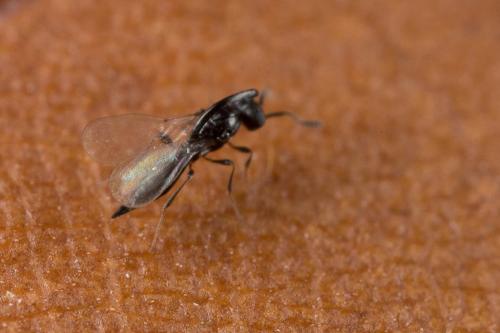 Réf. 244 461 : Inostemma boscii